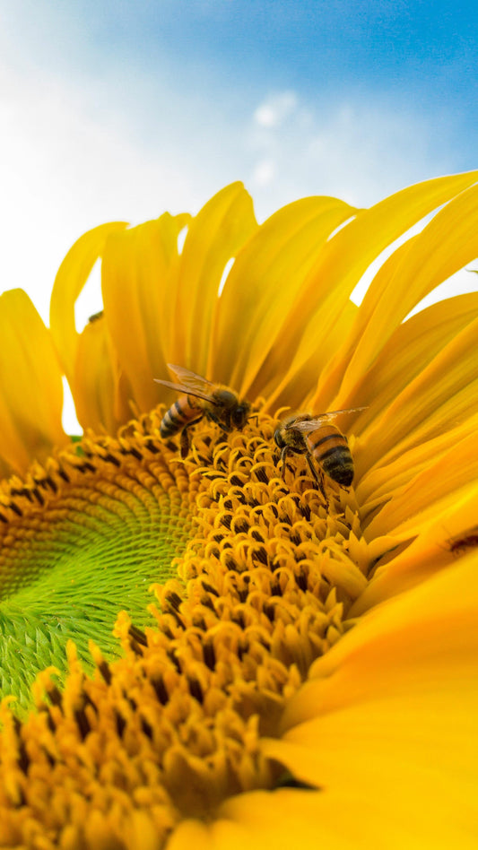 🌻 Uleiul presat la rece din floarea‑soarelui ecologic high‑oleic